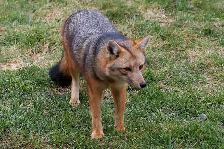 Andesvos (Pseudalopex culpaeus) in NP Torres del Paine.