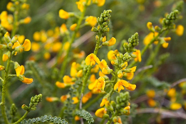 Adesmia boronioides in NP Torres del Paine.