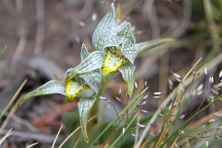 Orchidee (Chloraea magellanica) in NP Torres del Paine.