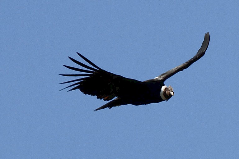 Andescondor (Vultur gryphus) tijdens excursie Condor Trail vanuit EcoCamp NP Torres del Paine.