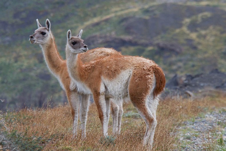 Guanaco's (Lama guanicoe) bij het EcoCamp NP Torres del Paine.