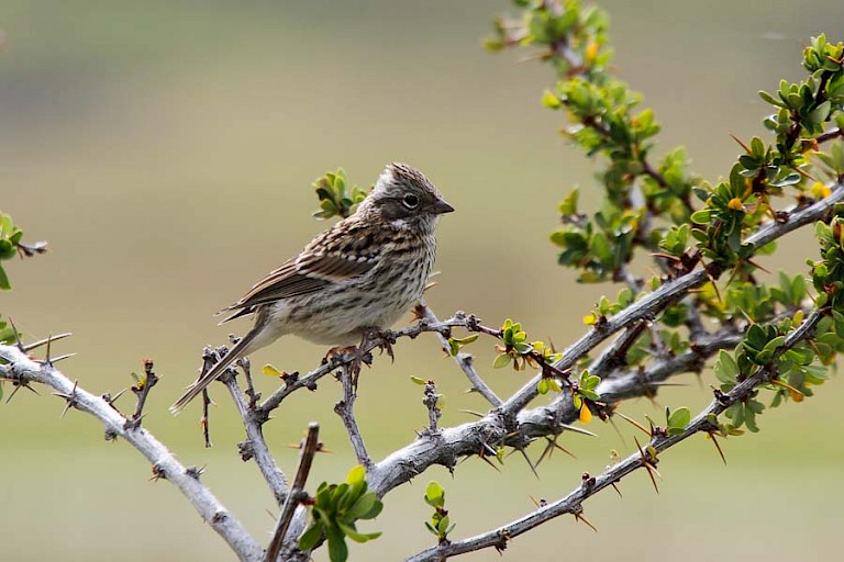 NP Torres del Paine is rijk aan vogels.