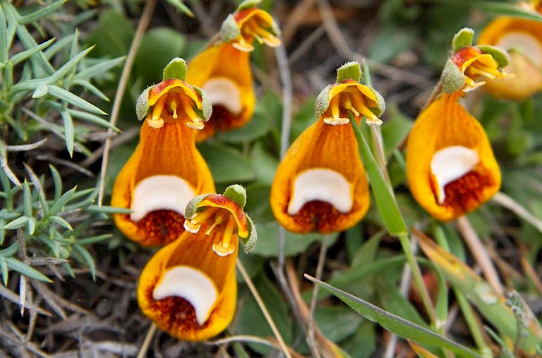 Venusschoentje (Calceolaria darwinii) bloeit in het voorjaar in het NP Torres del Paine.