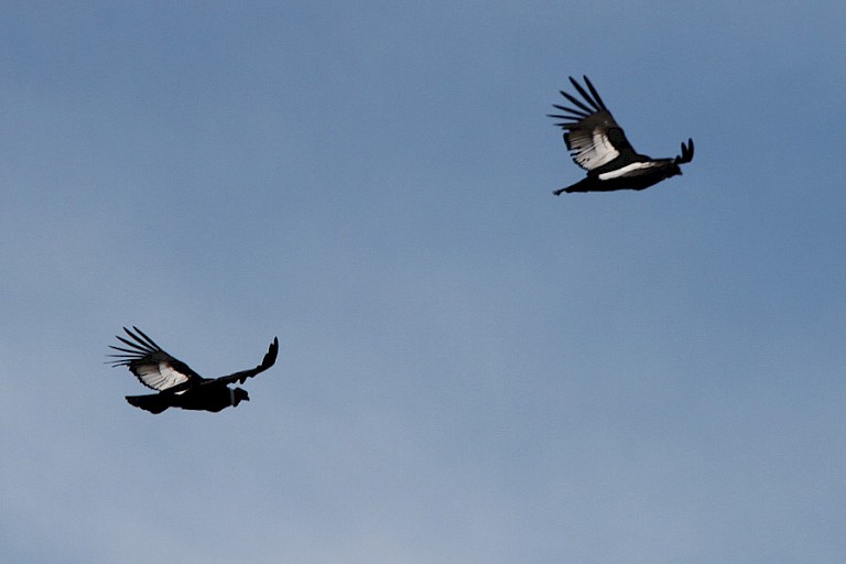Andescondors (Vultur gryphus) in de vlucht in NP Torres del Paine, Chili.