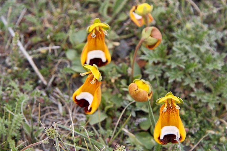 Enkelbloemige pantoffelplant (Calceolaria uniflora). NP Torres del Paine.
