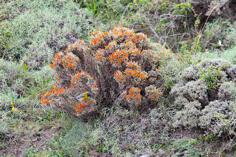 Een opvallend struikje Anarthrophyllum desideratum. NP Torres del Paine.