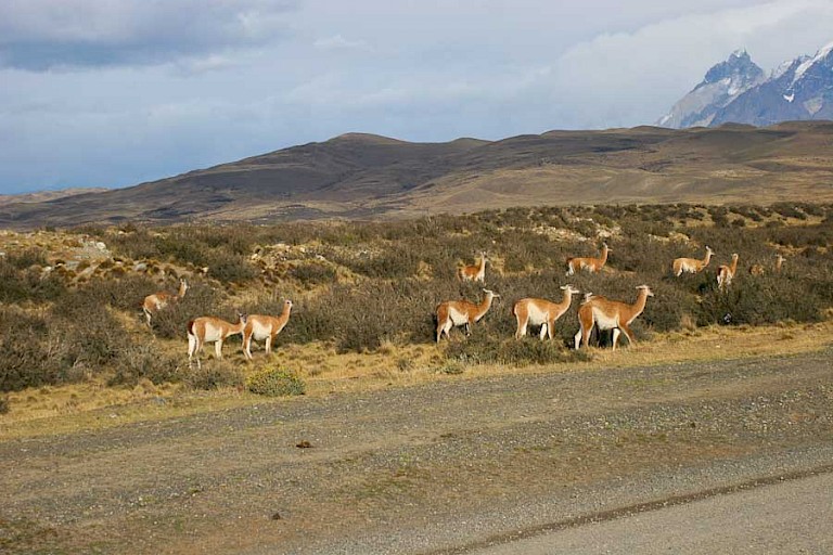 Guanaco's zwerven in grote aantallen door het NP Torres del Paine.