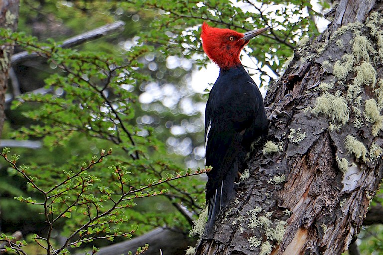 Magelhaenspecht (Campephilus magellanicus) in het bos bij Lago Grey. Foto: Rein Vriend.