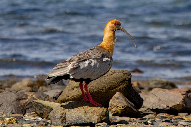 Zwartmaskeribis (Theristicus melanopis).