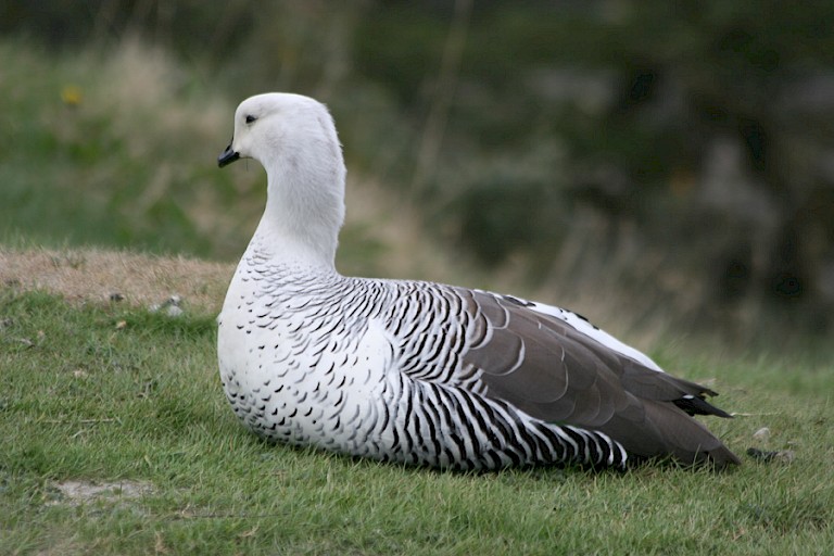 Woerd van de Magelhaengans (Chloephaga picta)