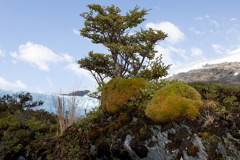 Lenga's en struiken met op de achtergrond de Piagletsjer.