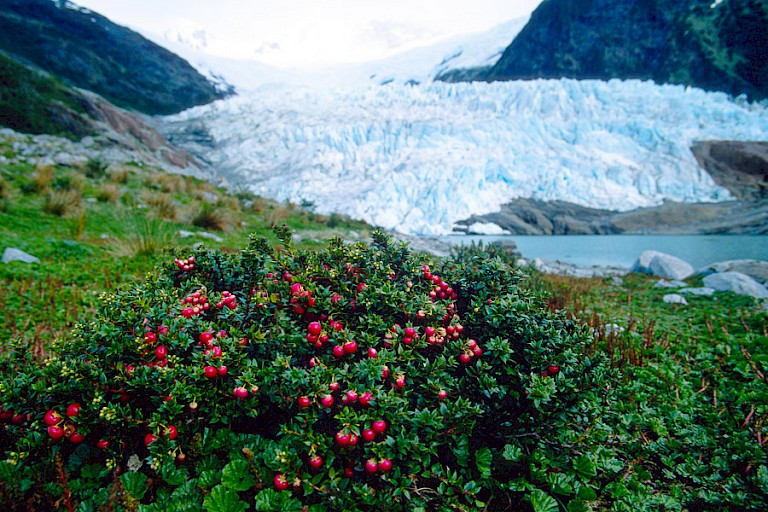 Piagletsjer met Pernettyastruik met bessen.