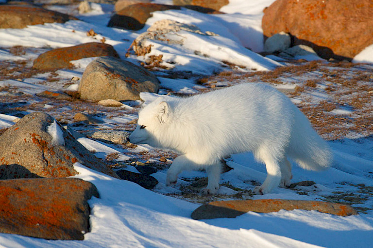 Poolvos in wintervacht op zoek naar eten.