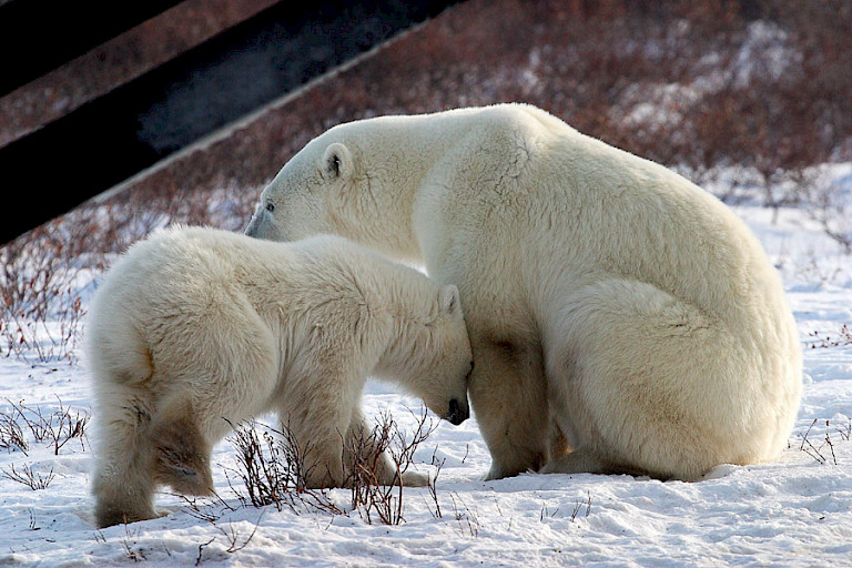 IJsbeer met jong op de toendra.