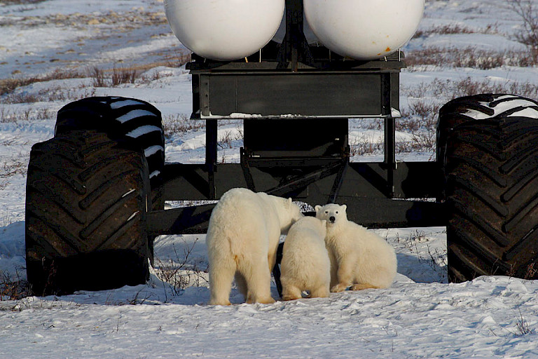 Moederijsbeer met jongen rondom de Tundra Buggy Lodge.