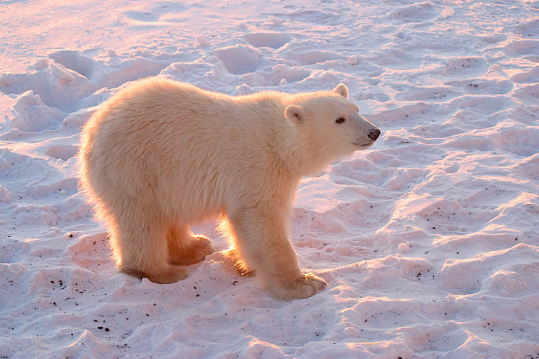 IJsberenjong in het avondlicht.
