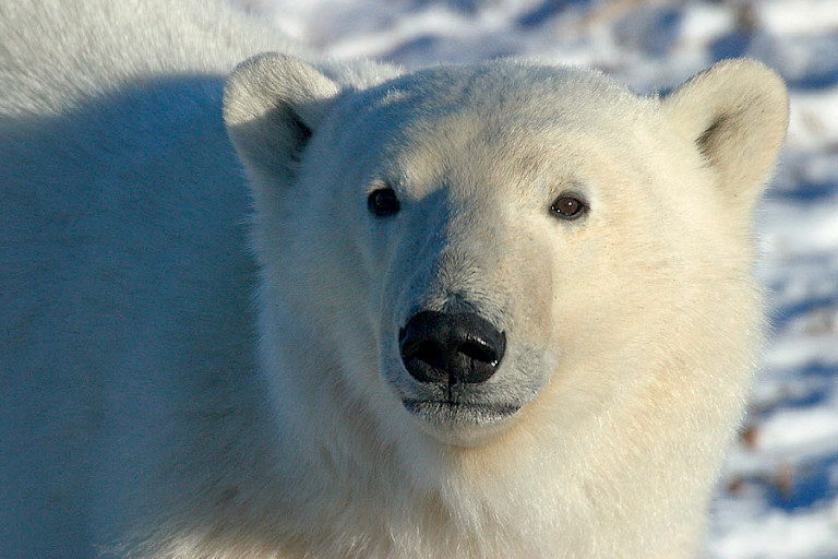 Close-up van een ijsbeer.