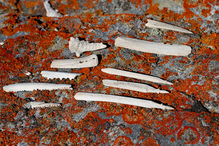 Op Eskimo Bugt zijn overblijfselen te zien van bewoning tijdens de Thulecultuur.
