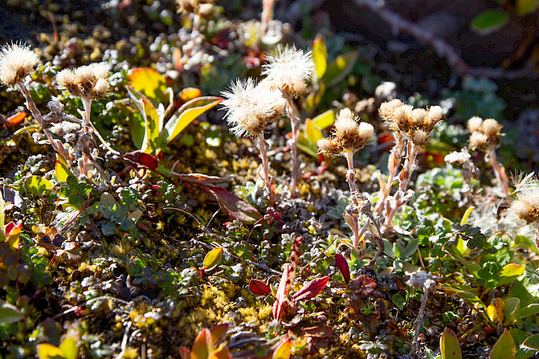 Zaadpluizen van het Kattepootje.