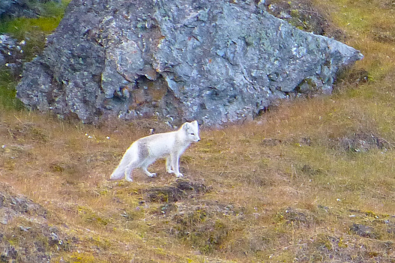 Poolvos grotendeels al met de witte wintervacht.