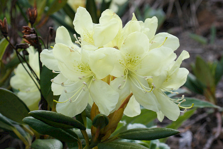 Aan het begin van de zomer bloeit de Rhododendron nog volop.