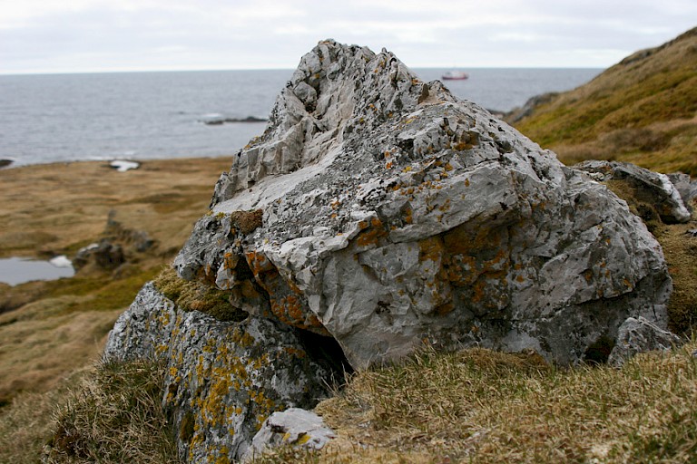 Korstmossen.