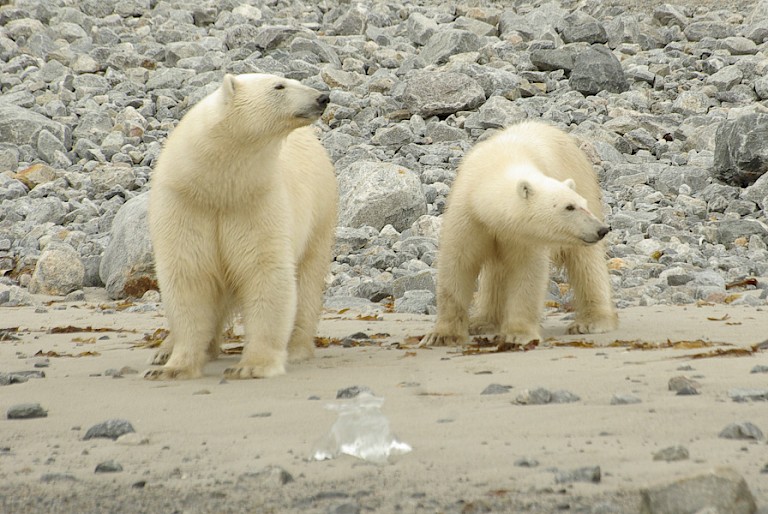 IJsberen op het strand van Graveneset.