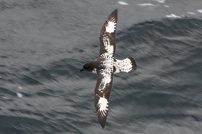 Kaapse duif bij Deception.