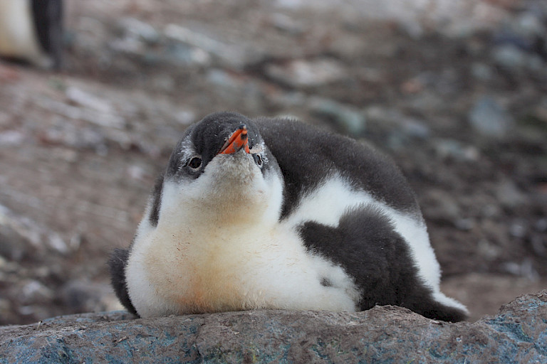 Ezelspinguïnkuiken nog in vol dons.