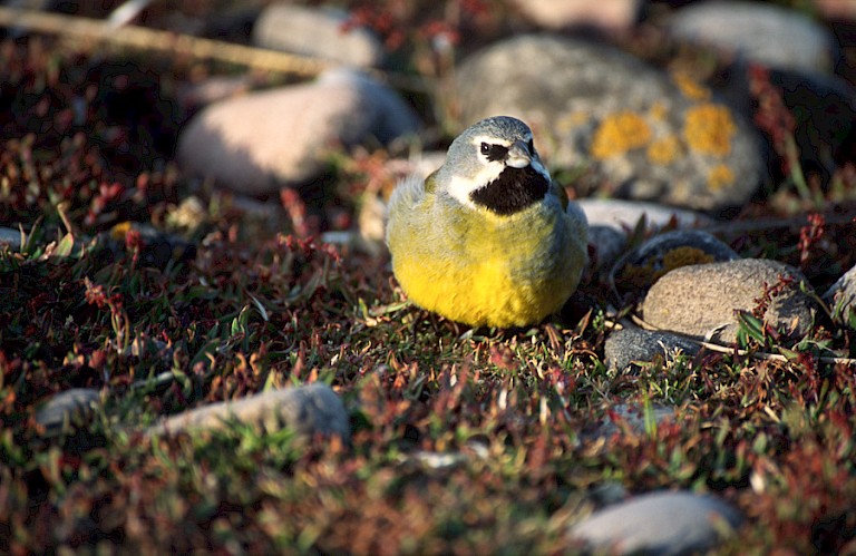 Falklandvink op Carcass