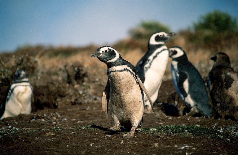 Magelhaenpinguïns op Carcass