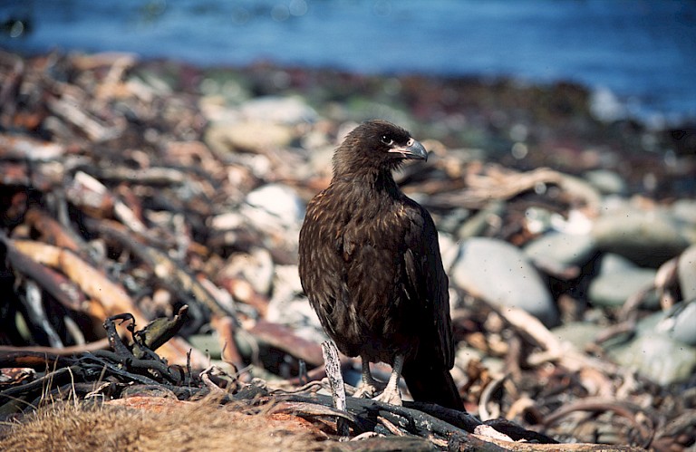 Caracara op Sea Lion