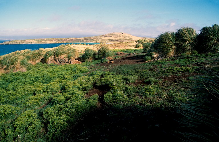 Landschap van Sea Lion