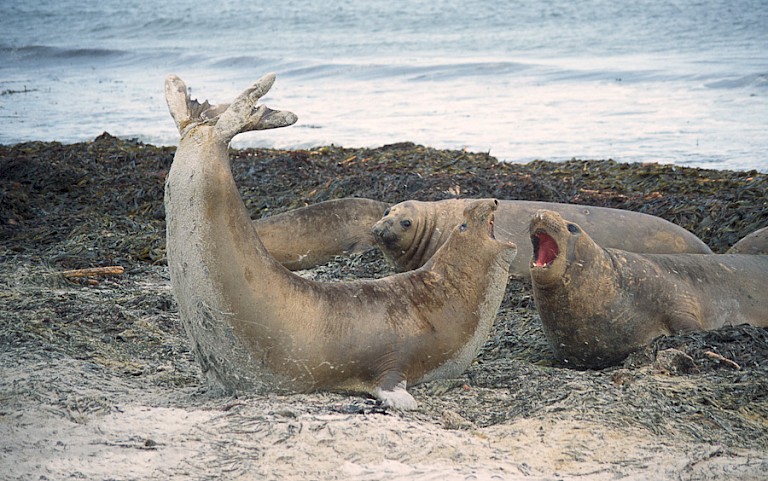 Zeeolifanten op het strand van Sea Lion