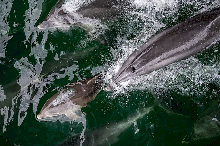 Speelse dolfijnen die graag in de boeggolf van het schip meeliften. Foto: Steve Bradley.