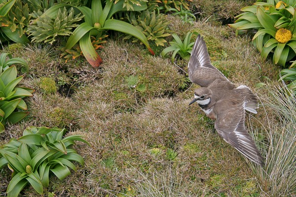 Dubbelbandplevier (Charadrius exilis). Foto: Lauk Quispel.