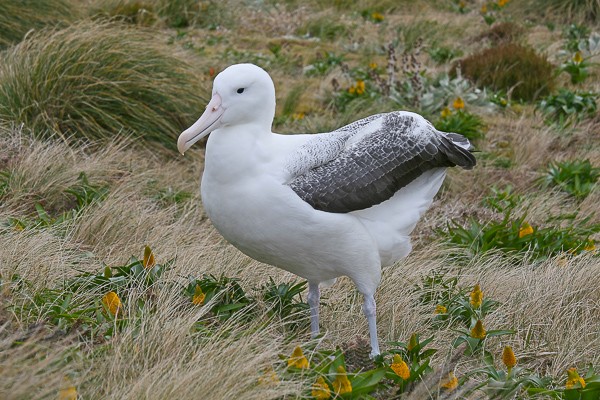 Koningsalbatros (Diomedea sanfordi) op Campbell. Foto: Lauk Quispel.
