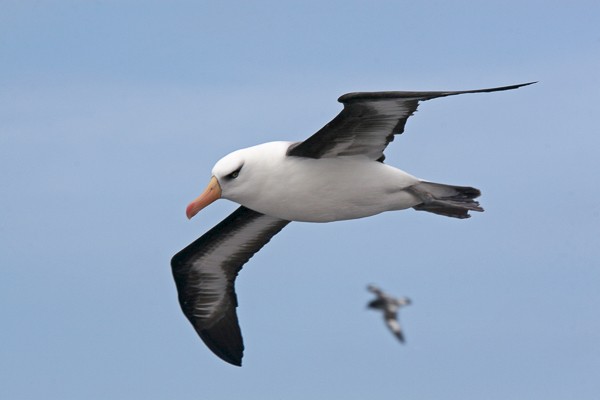 Wenkbrauwalbatros (Thalassarche melanophris). Foto: Lauk Quispel.