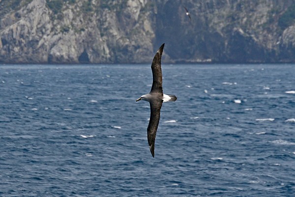 Salvins albatros (Thalassarche salvini). Foto: Lauk Quispel.