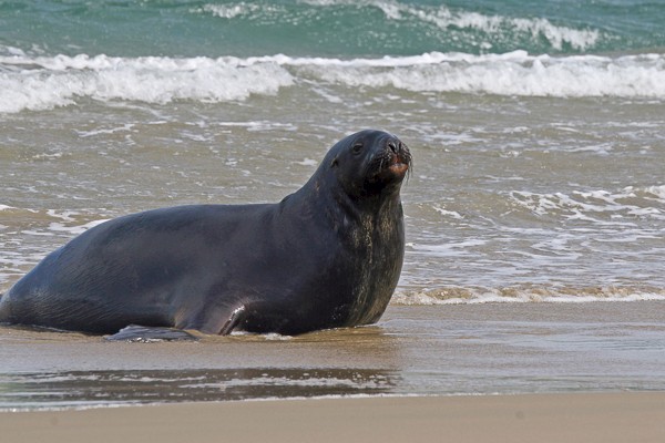 Nieuw-Zeelandse zeeleeuw (Phocarctos hookeri). Foto: Lauk Quispel.