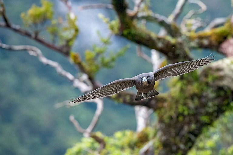 Fiordland Havik. Foto; Steve Bradley.