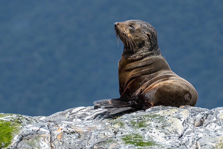 Nieuw-Zeelandse pelsrob. Foto: K. Riedel