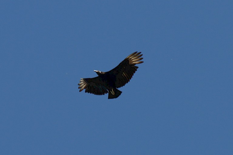 Hoog in de lucht zweven soms Andescondors (Vultur gryphus).