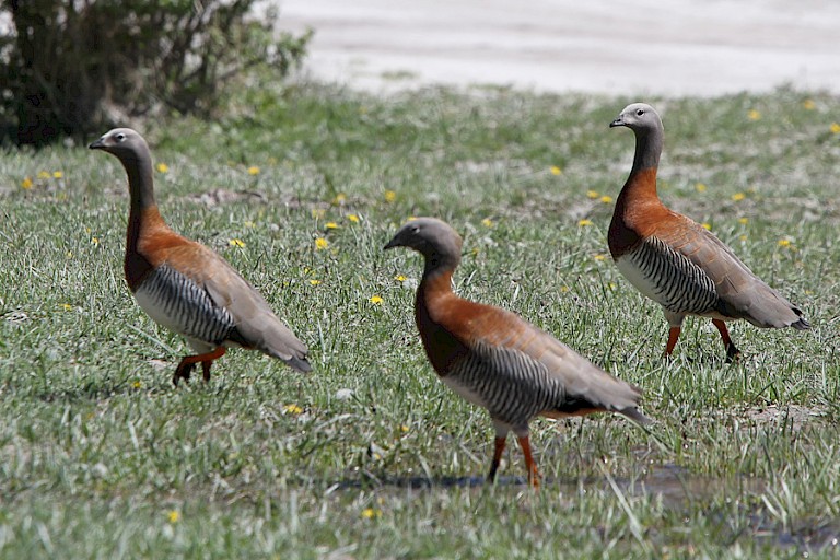 Grijskopganzen (Chloephaga poliocephala) zijn regelmatig te vinden op de oevers van de meren.