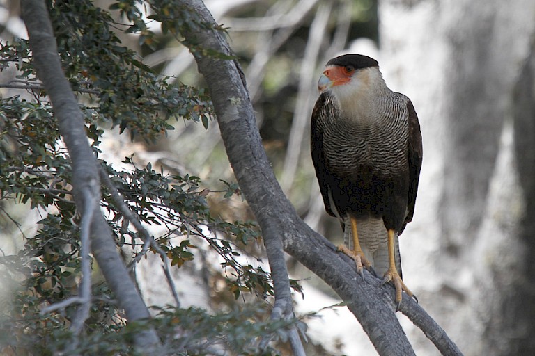 In de bossen leven veel Zuidelijke kuifcaracara's (Caracara plancus plancus). Heel brutaal en totaal bang voor mensen.