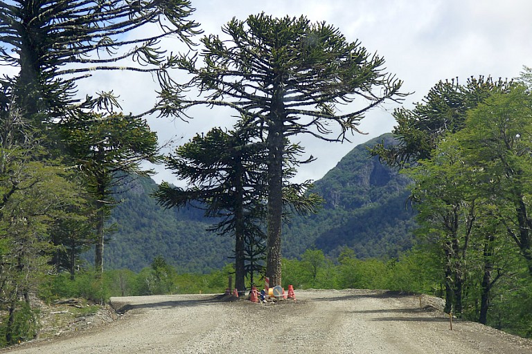 Langs en hier zelfs in de weg naar Pucón (Chili) groeien enorme Araucaria's.
