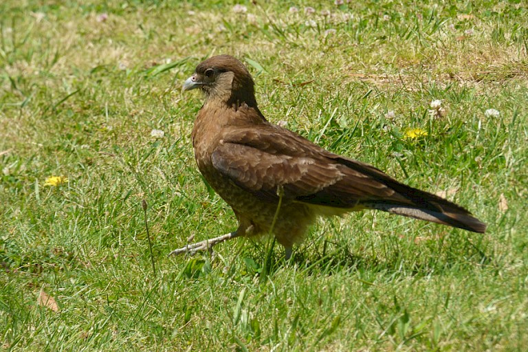 De Chimango (Milvago chimango) is een roofvogel die voorkomt in het merengebied.