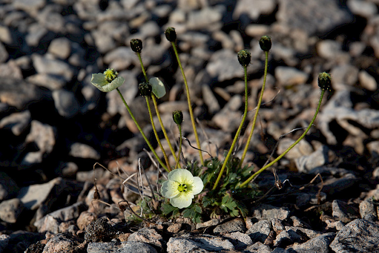 Arctische Papaver.