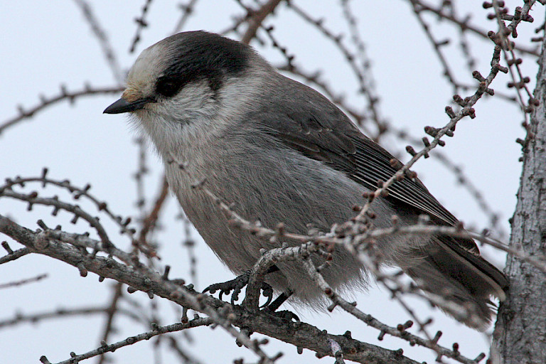Canadese Taigagaai in de bomen bij Churchill.
