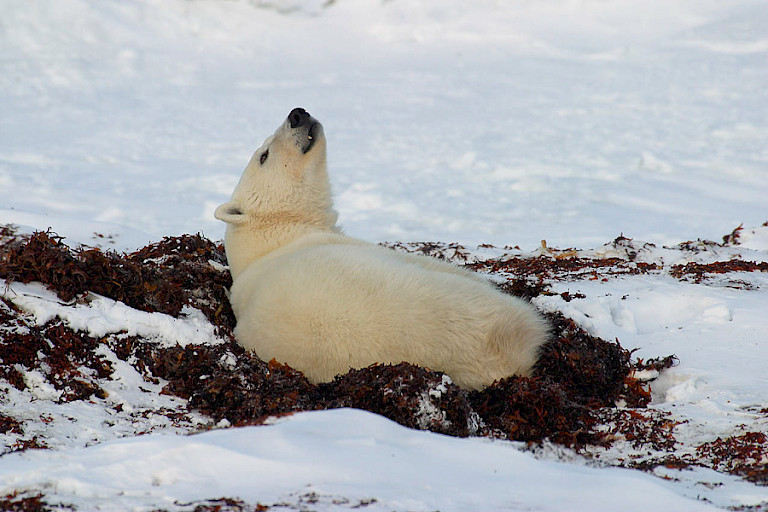 IJsbeer op de toendra bij Churchill.